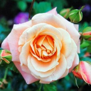 Meet your Posher, Leah